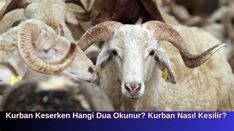 koyun keserken okunan dua